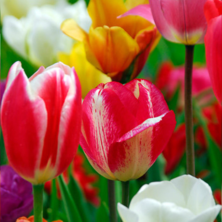 Mixed Triumph Tulip Value Bag 